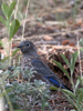 Western Bluebird female